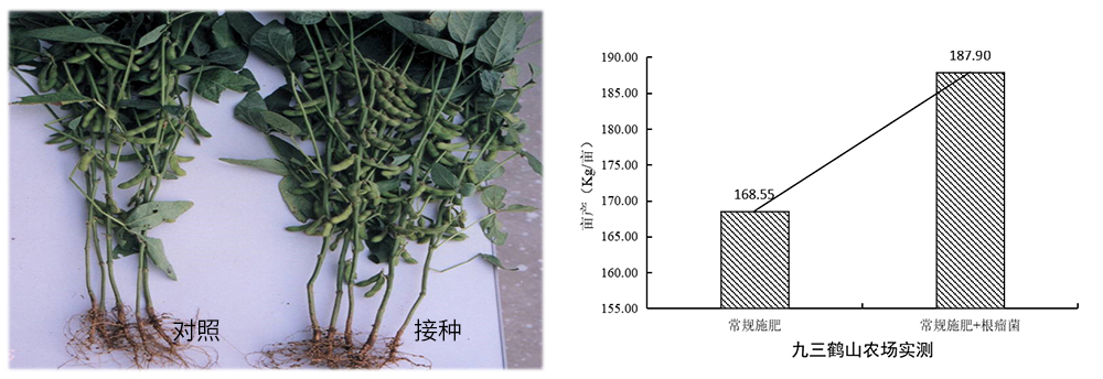 凯龙尊时一人生就是搏生物推进根瘤菌剂应用助力大豆产能提升