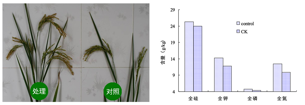 凯龙尊时一人生就是搏生物解硅菌剂助力水稻提质增收